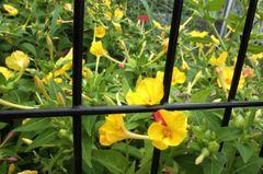 目立ちたがり屋