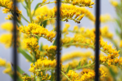 黄色い花3