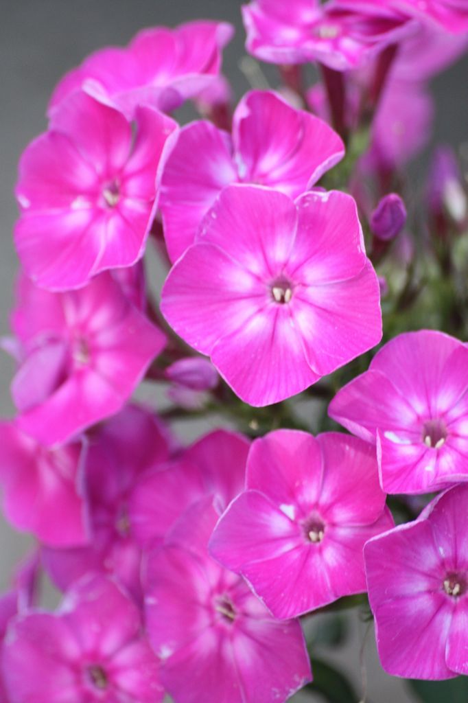 花笠。