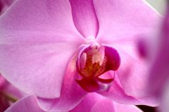 横浜大輪欄華園6