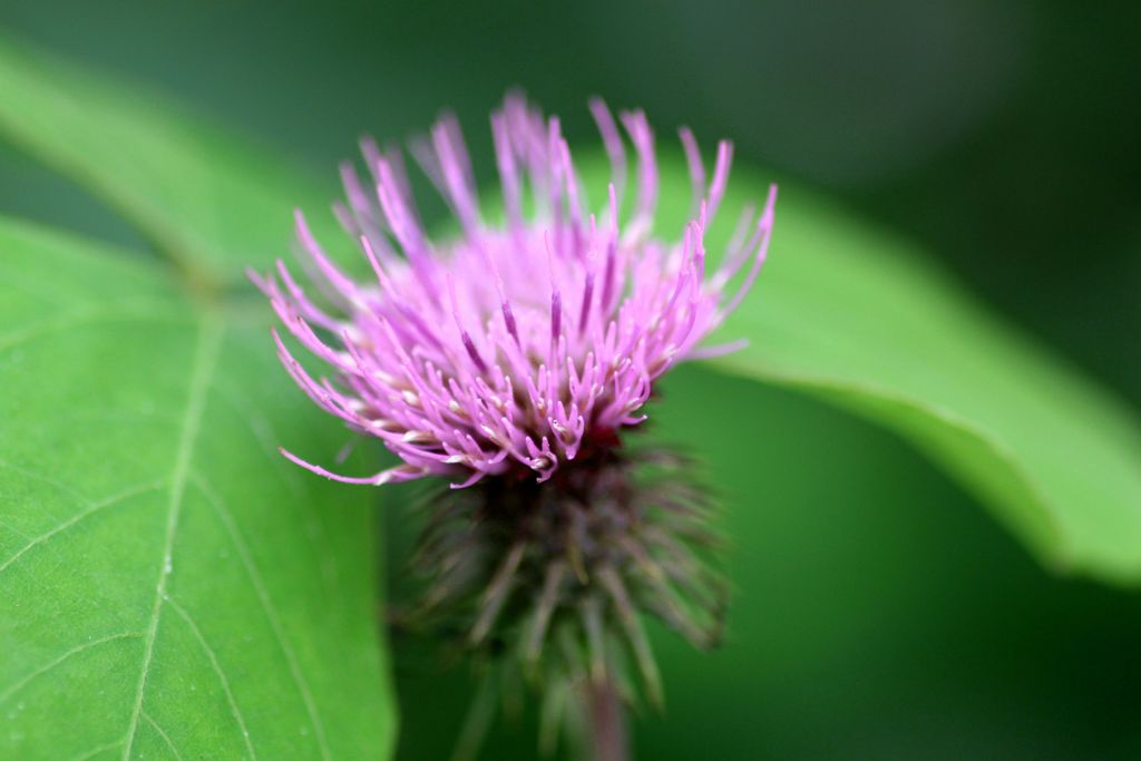 「寺家ふるさと村」の花たち10