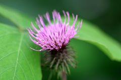 「寺家ふるさと村」の花たち10