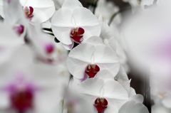 横浜大輪欄華園3