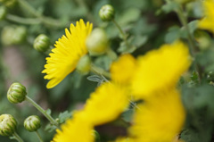 Yellow chrysanthemum　11