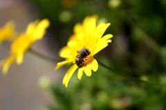 ユリオプスデージー1