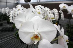 横浜大輪欄華園9