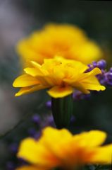 マリーゴールド4