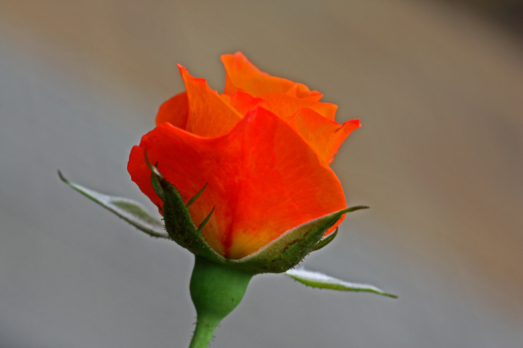 薔薇2