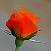 薔薇2