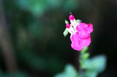 チェリーセージ1