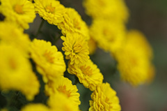 Yellow chrysanthemum　6