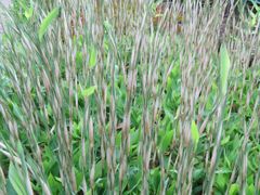 素直に・・・。