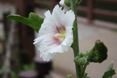 アタシ、綺麗？