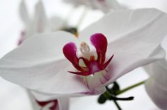 横浜大輪欄華園19