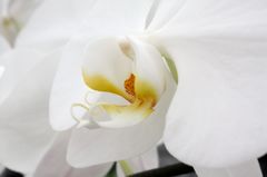 横浜大輪欄華園15