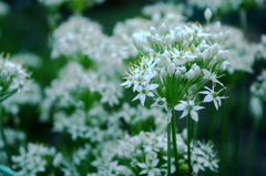 ニラの花1