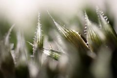 多肉植物・ハオルチア属