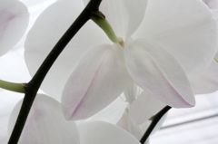 横浜大輪欄華園17