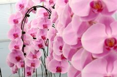 横浜大輪欄華園2