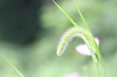 改名