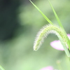 改名