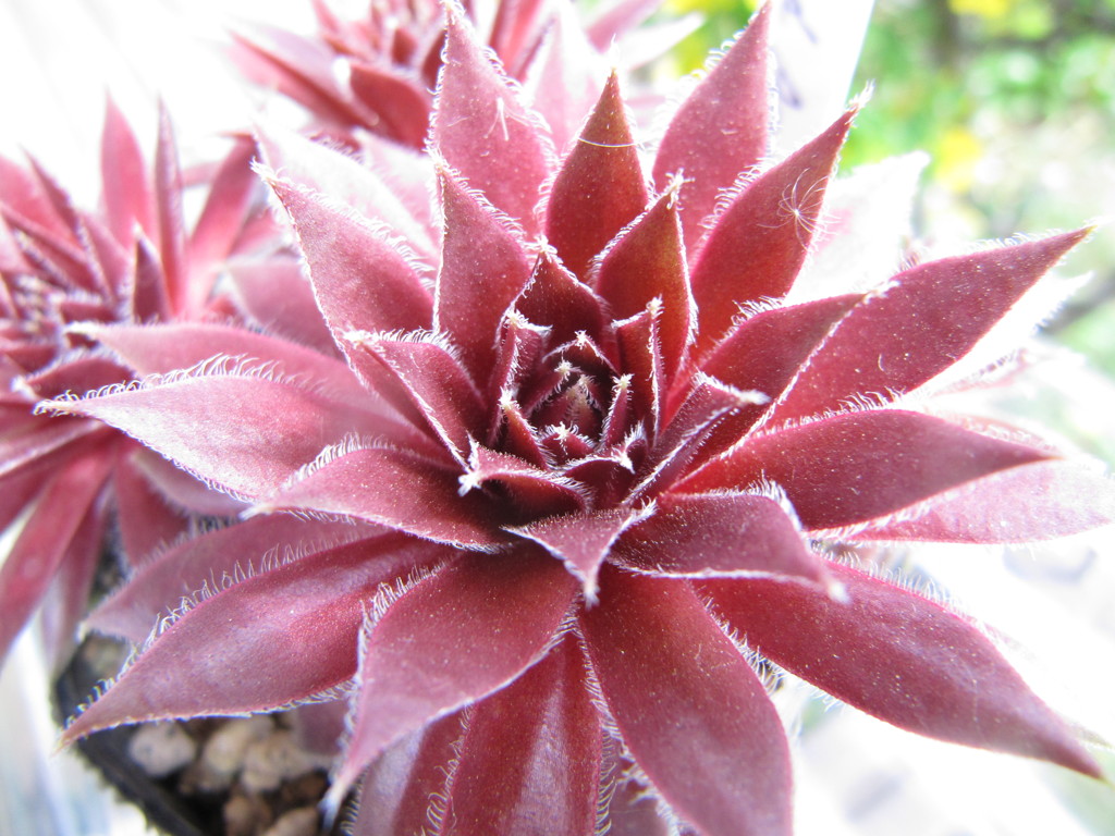 Red Ace