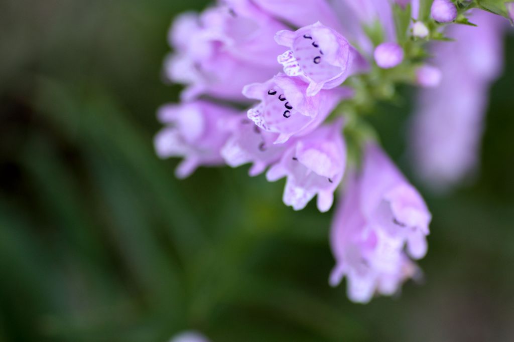 花虎の尾6