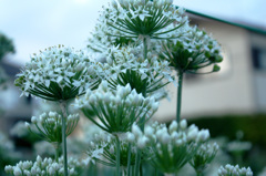 ニラの花5