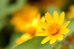 メランポジューム