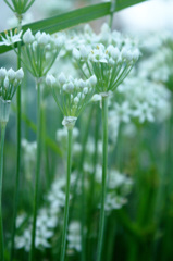 ニラの花3