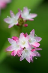 「寺家ふるさと村」の花たち9