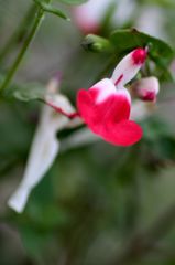 チェリーセージ2