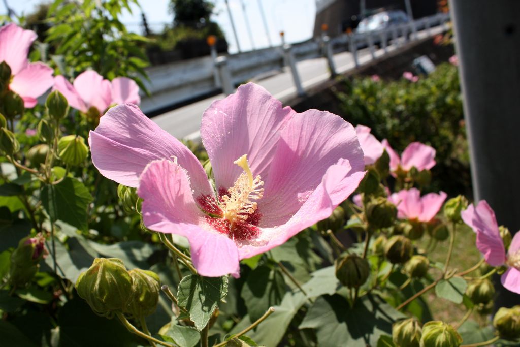 芙蓉5