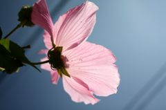 芙蓉3