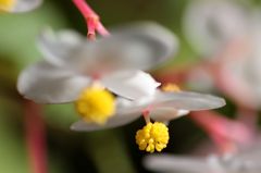 シュウカイドウ4