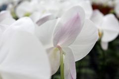 横浜大輪欄華園10