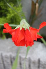 薔薇の真似。