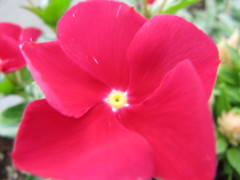 赤い風ぐるま。