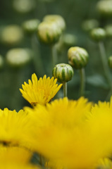Yellow chrysanthemum　9
