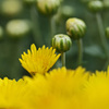 Yellow chrysanthemum　9