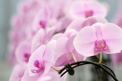 横浜大輪欄華園1