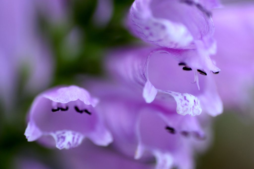 花虎の尾3