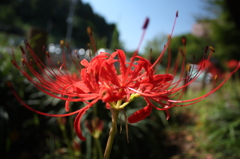 赤い彼岸花15