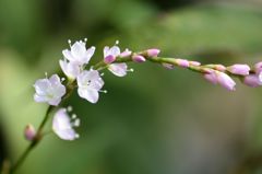 「寺家ふるさと村」の花たち1