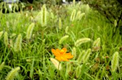 「紅一点」もどき