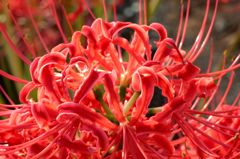 「寺家ふるさと村」の花たち11