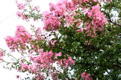 花見