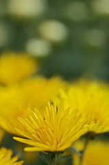 Yellow chrysanthemum　10
