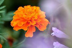 マリーゴールド4