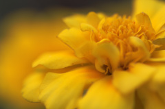 マリーゴールド3